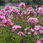 Flox metlinatý (Phlox paniculata) ´SWEET SUMMER DREAM’® - kont. C1,5L